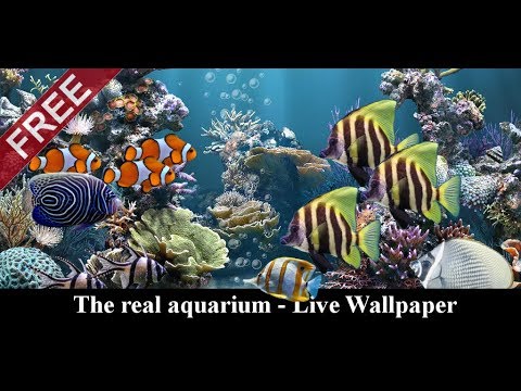 The Real Aquarium - Live Wallpaper video demo